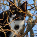 Просто садизм: житель Новосибирска расстрелял кошку из воздушки