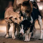 Муниципалитеты Алтая хотят освободить от обязанности ловить бездомных животных