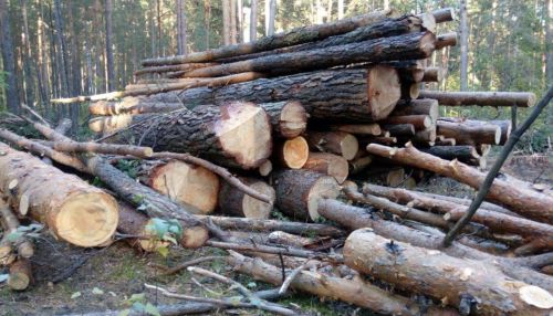 Барнаульцы возмущены рубкой леса на Трассе здоровья
