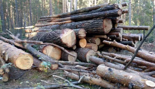 В минприроды края объяснили порядок восстановления леса в Барнауле