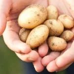 Фермеры рассказали, как в Барнауле дурят покупателей картошки на рынке