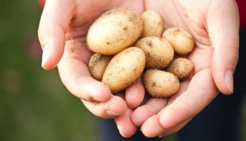 Россиян предупреждают о скачке цен на картофель из-за неурожая на Алтае