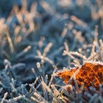 В Алтайском крае передан штормпрогноз по заморозкам