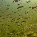 На земле и под водой: как выглядит Телецкое озеро ранней осенью
