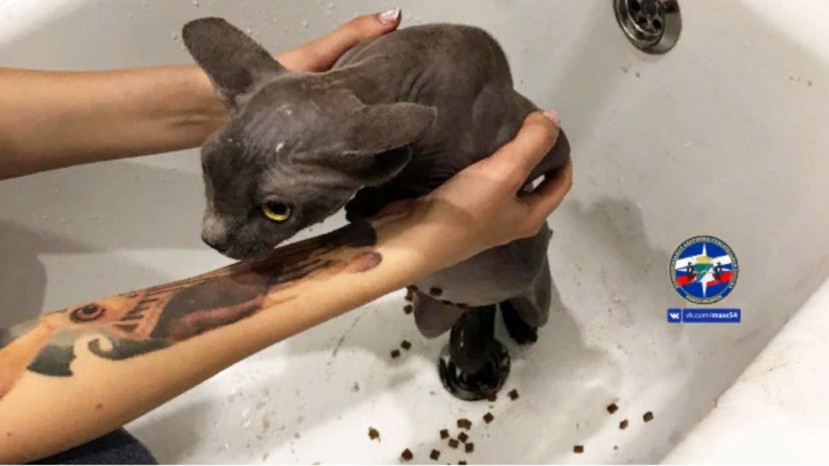 Новосибирские спасатели достали из слива в ванной лысую кошку 