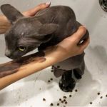 Новосибирские спасатели достали из слива в ванной лысую кошку