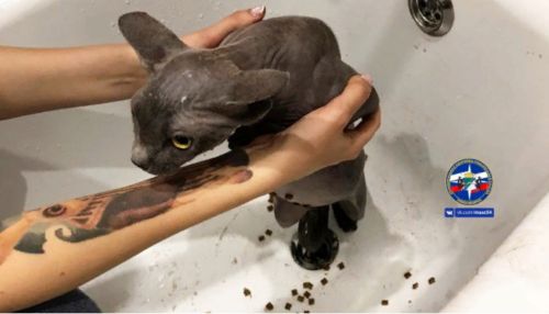 Новосибирские спасатели достали из слива в ванной лысую кошку