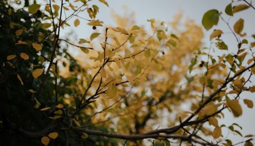 Тепло вновь вернется в Алтайский край уже 20 сентября