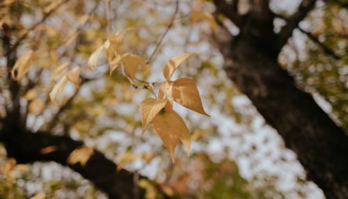 Тепло не уходит: в Алтайском крае 21 сентября потеплеет до +26 градусов