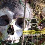 Грибники нашли в барнаульской лесополосе человеческий череп