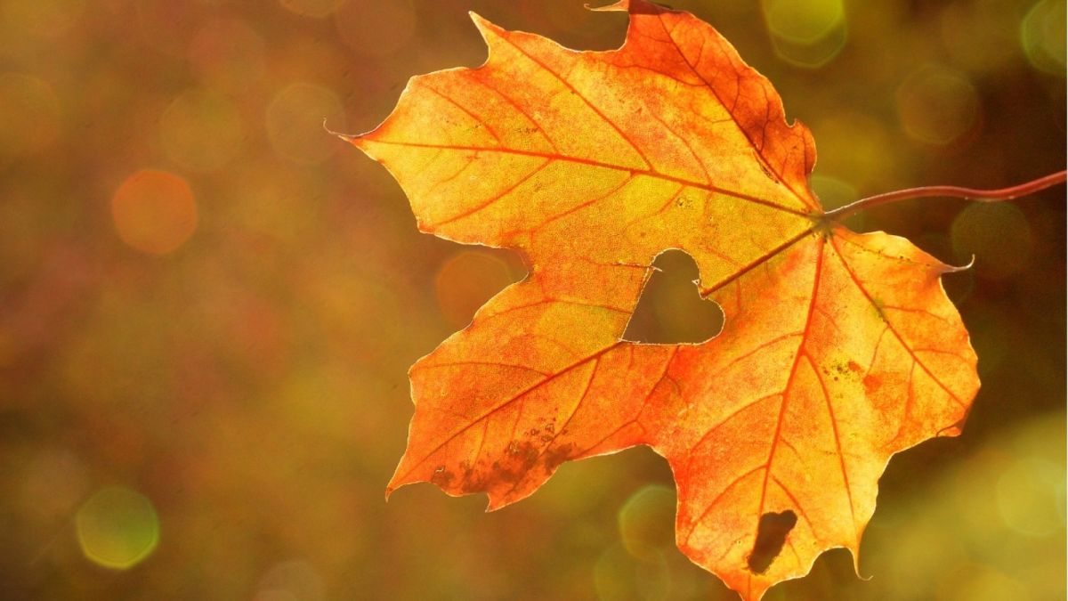Осень. Листья