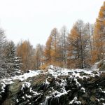 Мокрый снег и сильный ветер накроют Алтайский край
