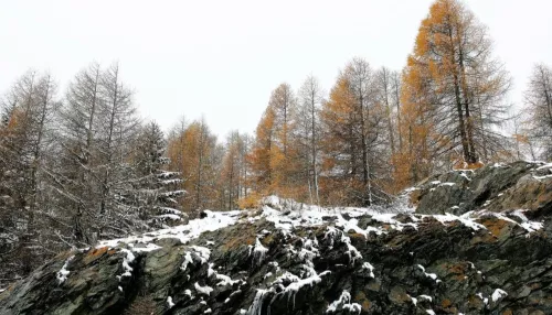 Резкое похолодание с мокрым снегом и ветром пришло в Алтайский край 27 октября
