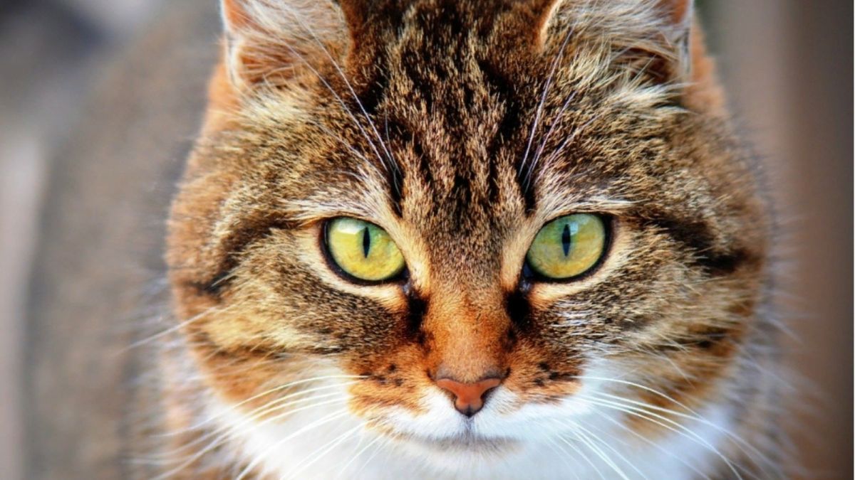 Зараженных вирусом котят подбросили в барнаульский приют "Ласка"