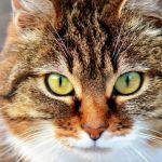 Зараженных вирусом котят подбросили в барнаульский приют Ласка