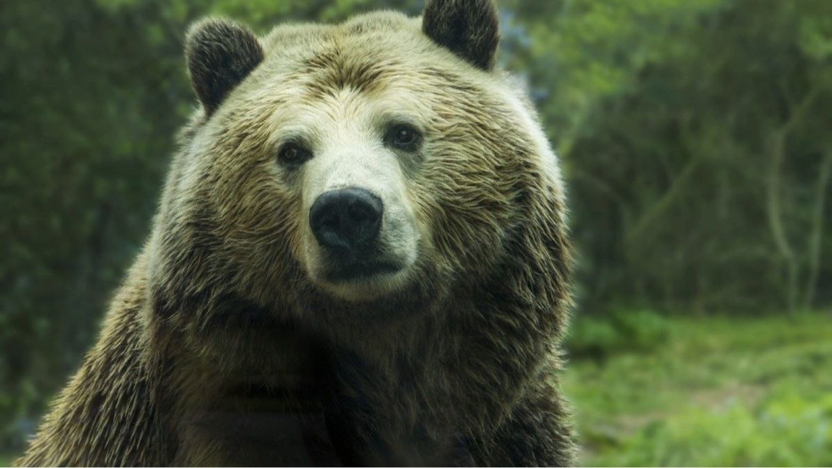 Опасного медведя, пугавшего сельчан, застрелили на Алтае