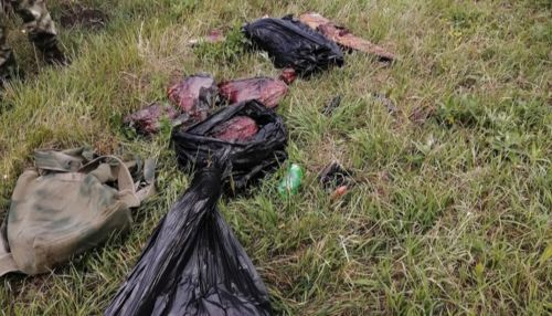 Алтайская полиция проверяет возможное участие коллеги в незаконной охоте