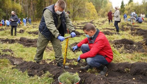 На Алтае собираются высадить 200 тысяч деревьев в этом году