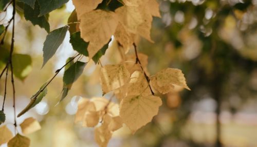 Алтай - в пролете: синоптики рассказали об аномально теплой погоде в России