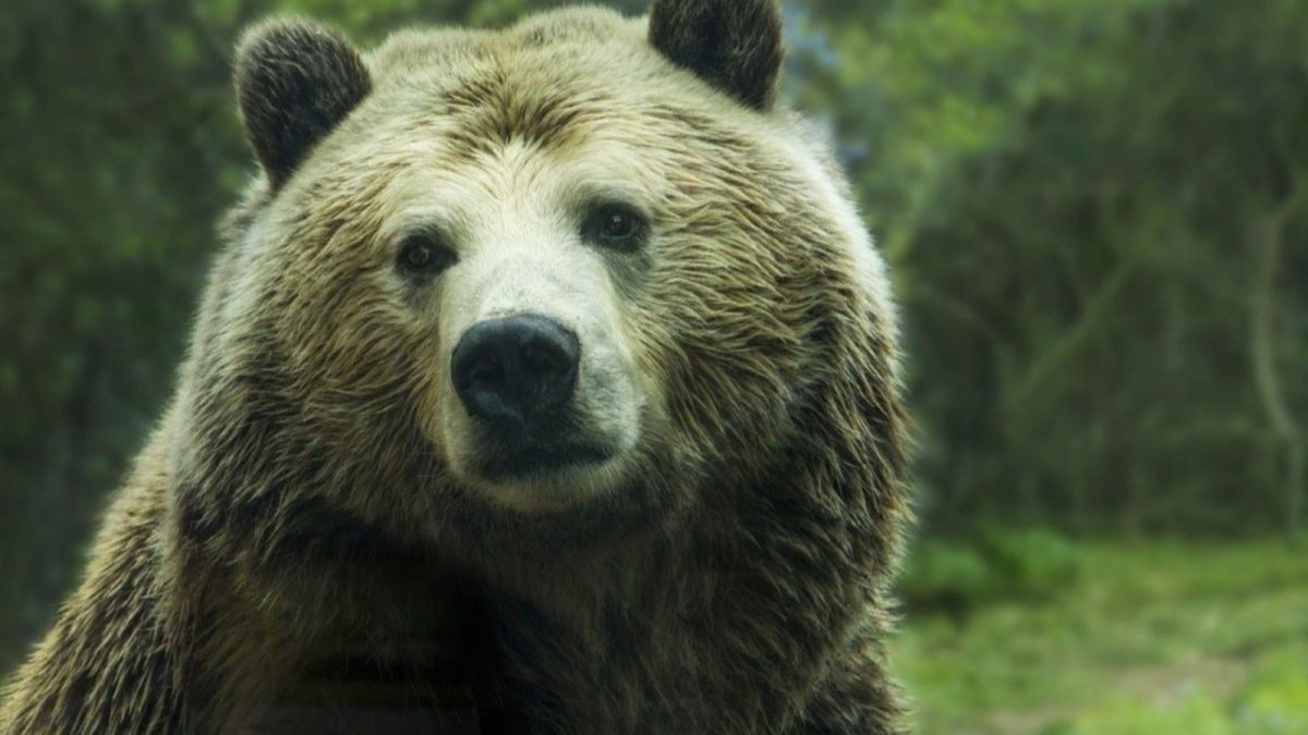 Видео с ловким медведем, сбившим дрон, набирает популярность в Сети