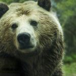 Видео с ловким медведем, сбившим дрон, набирает популярность в Сети