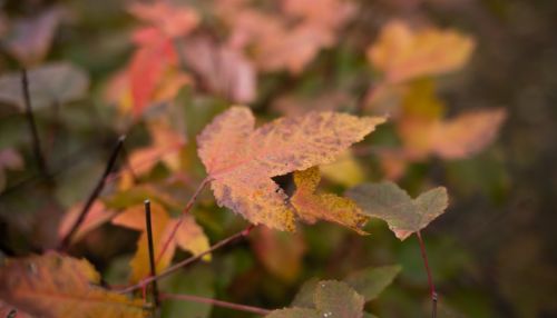 Синоптики рассказали о погоде в Алтайском крае 27 сентября