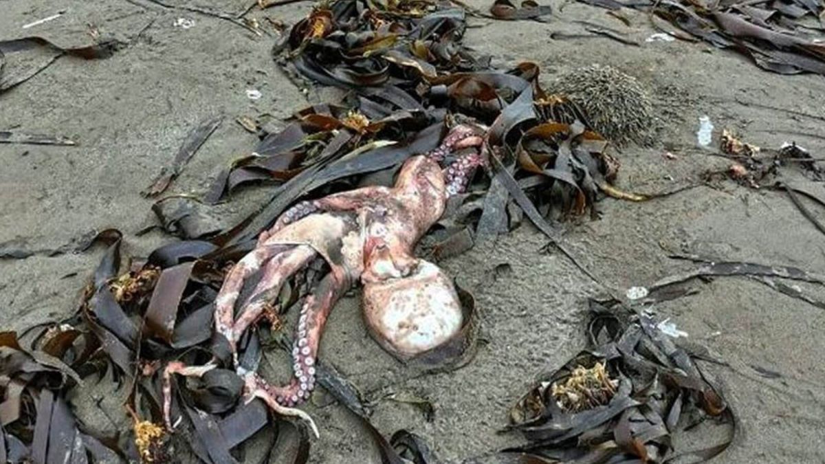 Мёртвое море: на камчатские пляжи выбросило тысячи моллюсков, рыб и животных