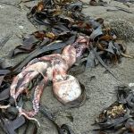 Мёртвое море: на камчатские пляжи выбросило тысячи моллюсков, рыб и животных