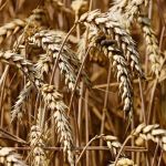3,5 млн тонн зерна собрали аграрии в Алтайском крае