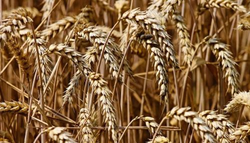 3,5 млн тонн зерна собрали аграрии в Алтайском крае