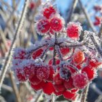Временный снежный покров прогнозируют синоптики на Алтае в ближайшие дни