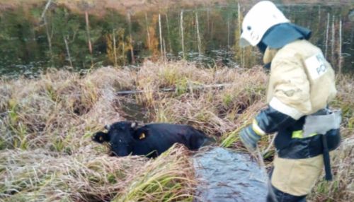 Сотрудники МЧС спасли тонущую корову и лошадь в Республике Алтай