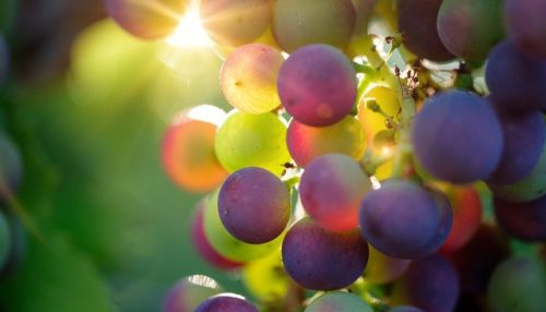 Трясите грозди: эксперты рассказали, как определить качество винограда