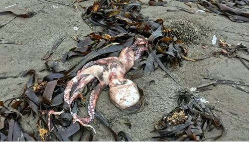 Источник ТАСС назвал возможную причину гибели животных на Камчатке