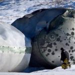Каждая по 2 тонны: в Республике Алтай вывезли останки ракеты-носителя Протон