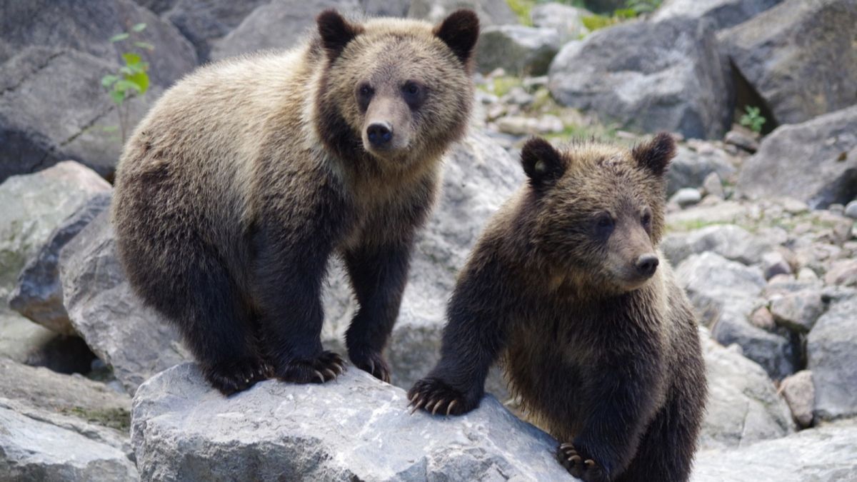 В алтайской тайге организовали пункт реабилитации медвежат-сирот 