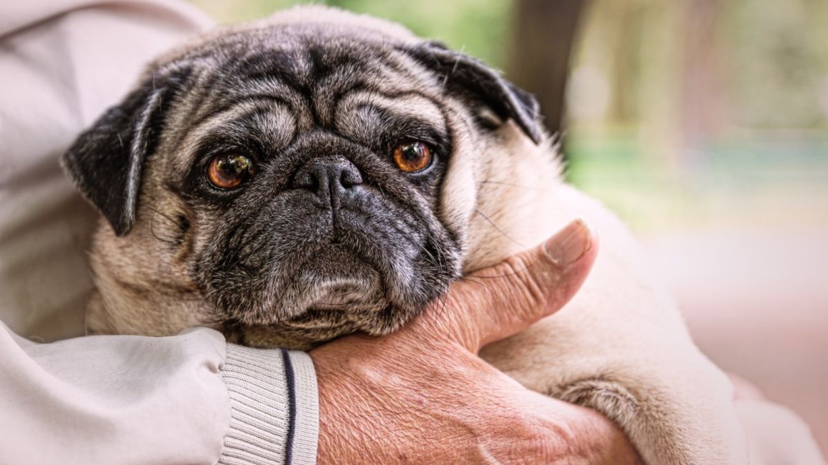 Кинолог назвал самые подходящие породы собак для пожилых и одиноких