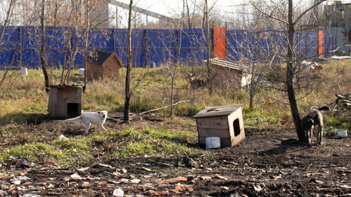 Жители Новоалтайска сходят с ума от постоянного лая и воя собак у своих домов