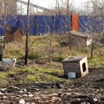 Жители Новоалтайска сходят с ума от постоянного лая и воя собак у своих домов