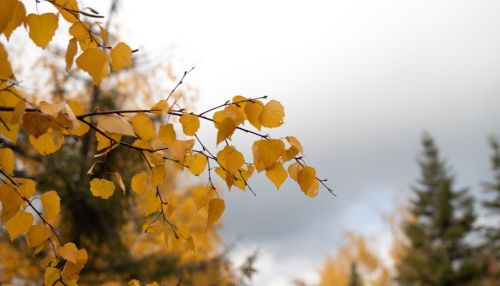 МЧС предупредило жителей Алтайского края о грядущем ненастье