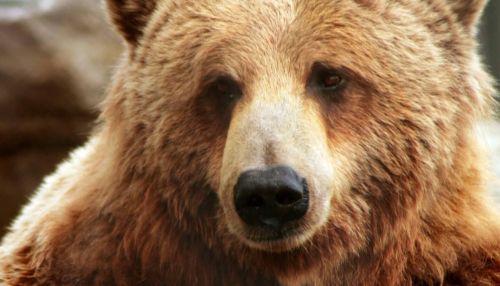 Медведь забрел в торговый центр в Японии и заблудился: его ищут с дрона