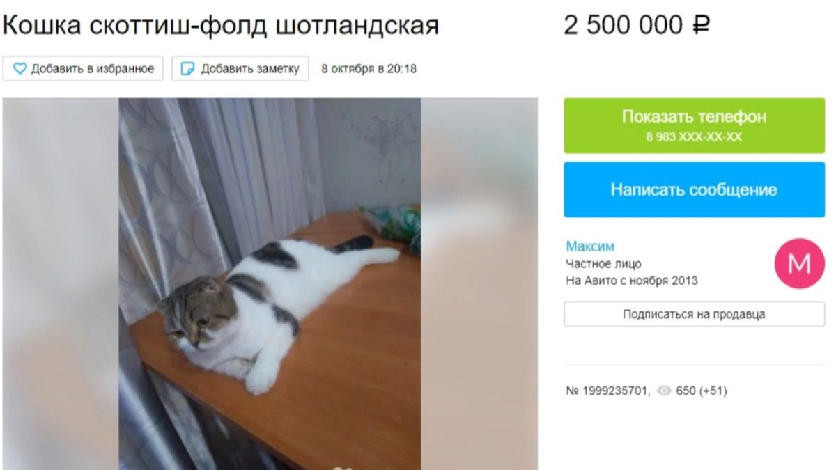 Барнаулец предлагает обменять кошку на двухкомнатную квартиру