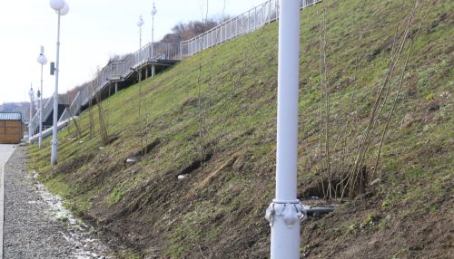 На набережной Оби в Барнауле высадили кустарник и строят еще лестницу
