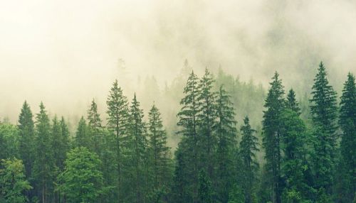 Ученые узнали, когда в Алтайском крае пропал лес