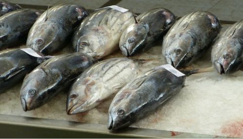В Алтайский край пытались провезти 40 тонн опасной рыбы