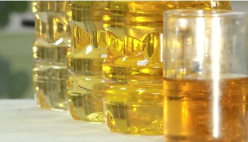 Специальный репортаж: как делают подсолнечное масло на Алтае