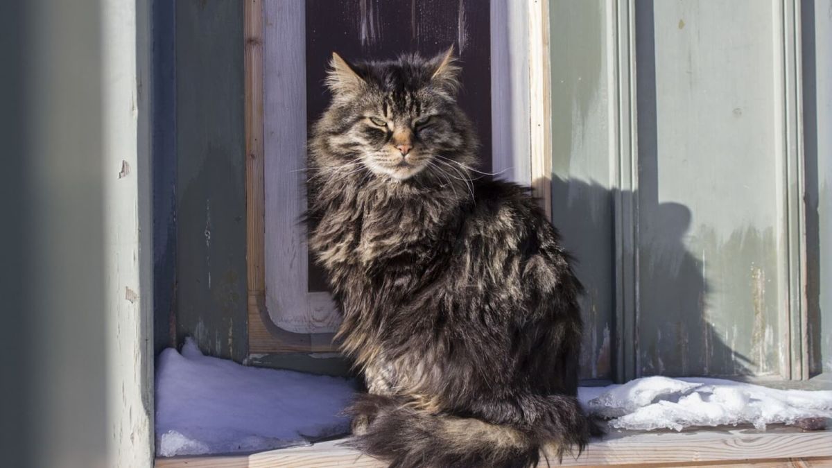 Изношенность барнаульских теплотрасс измерили в уличных котах
