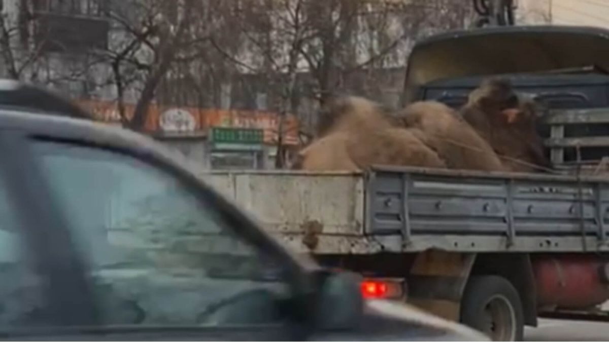 Жалобно мычал: бийчане жалеют верблюда, которого перевозили в неудобной позе