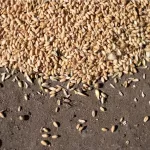 Алтай рискует снизить темпы экспорта агропродукции из-за барьеров стран-партнеров
