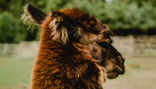 Новый питомец: в барнаульском зоопарке поселится альпака